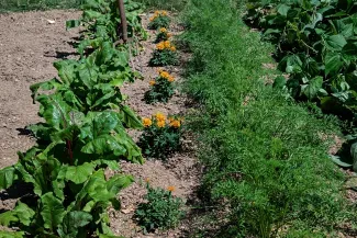  production_agriculture_permaculture_resilience_enjeu-environnemental_2_photo_IStock.jpg 