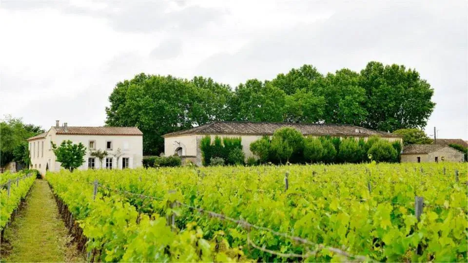 vignoble 