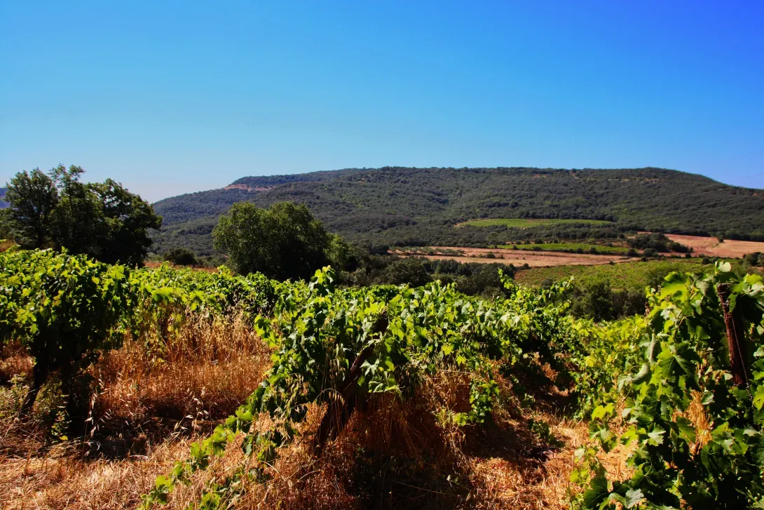 paysage vigne