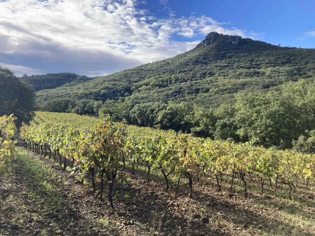 Vermentino