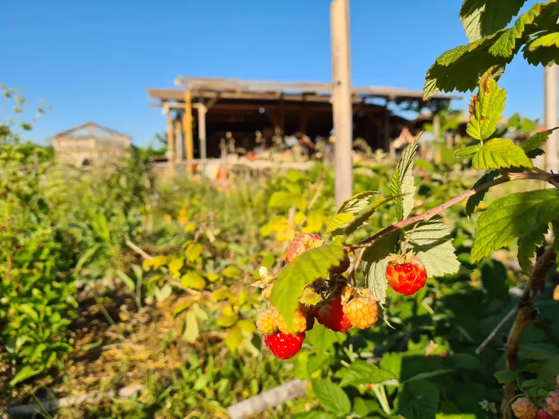 framboise