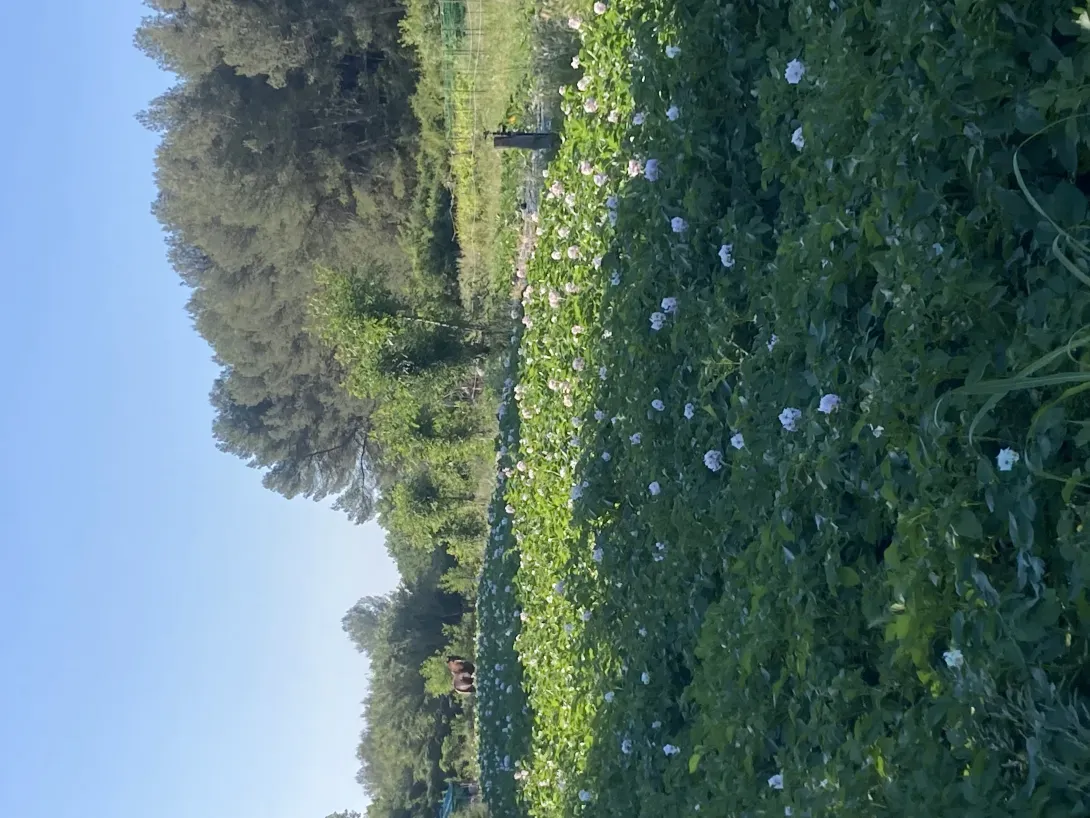 Patates en fleur