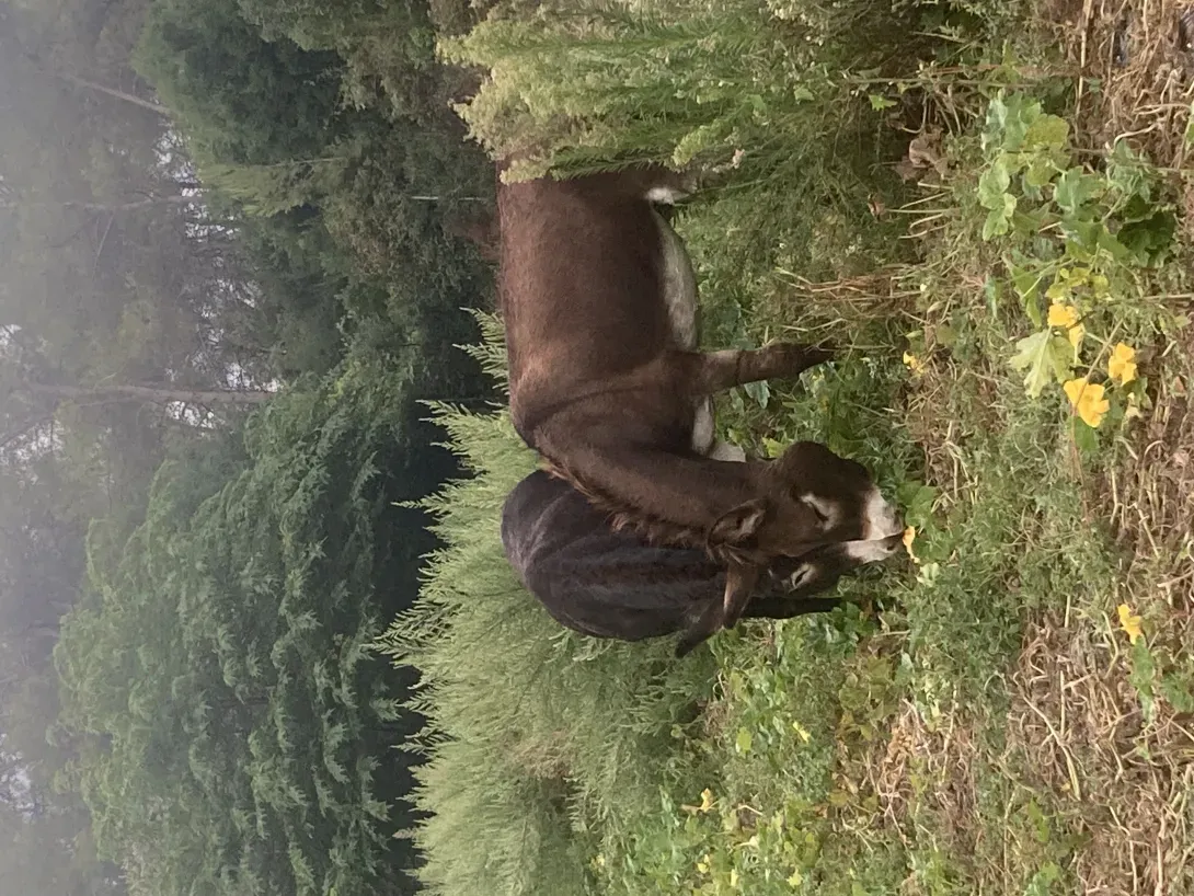 Riou et Campo