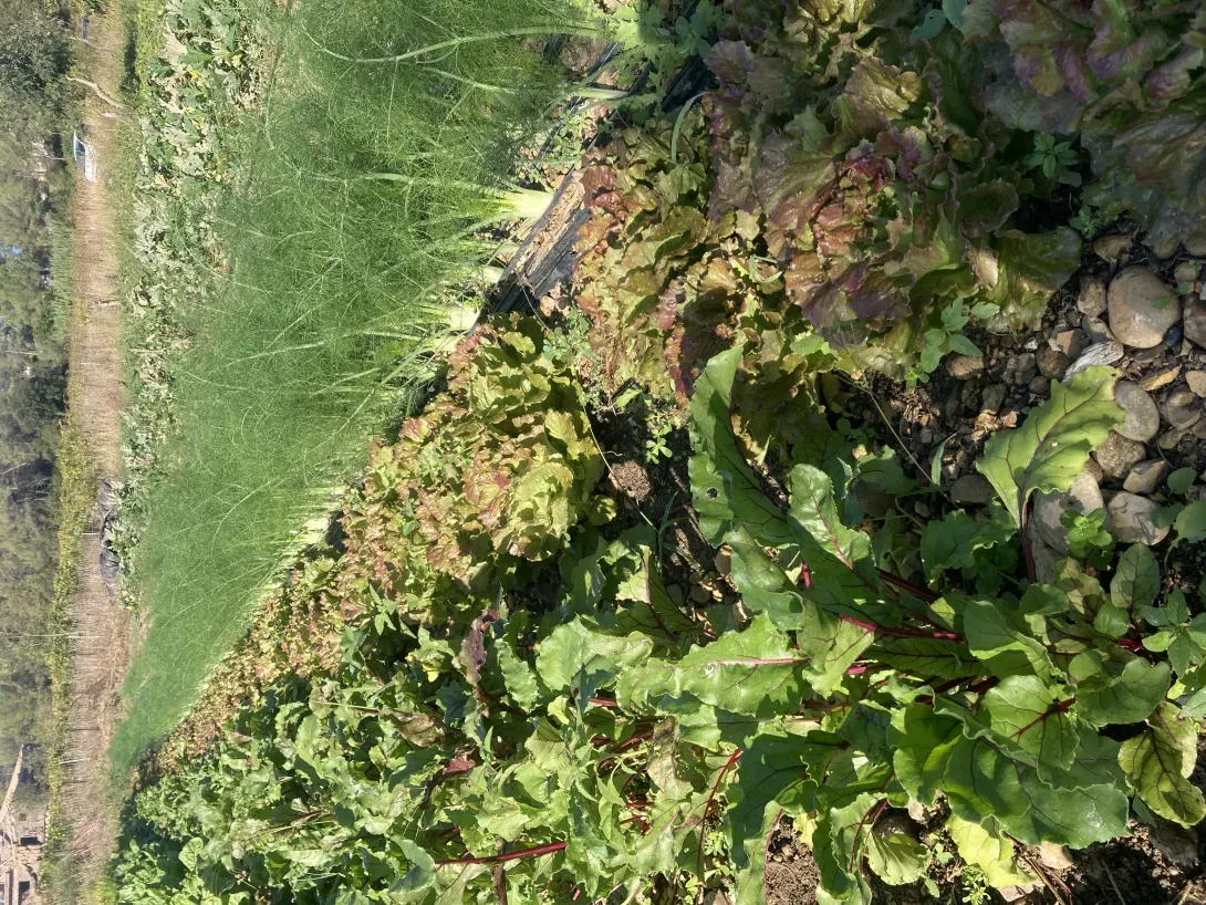 Légumes d’automne