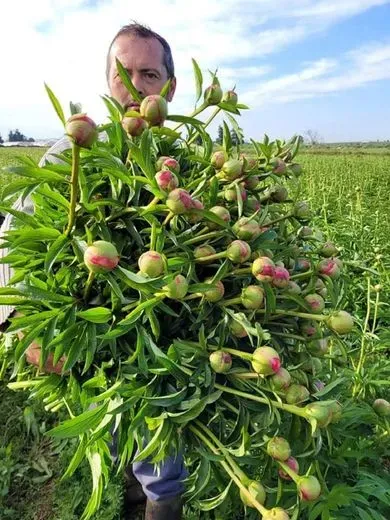 pivoine2