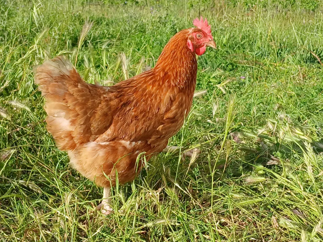 Poule rousse