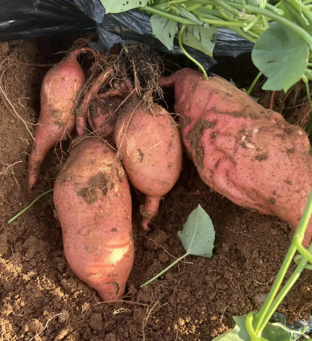 nos patates douces