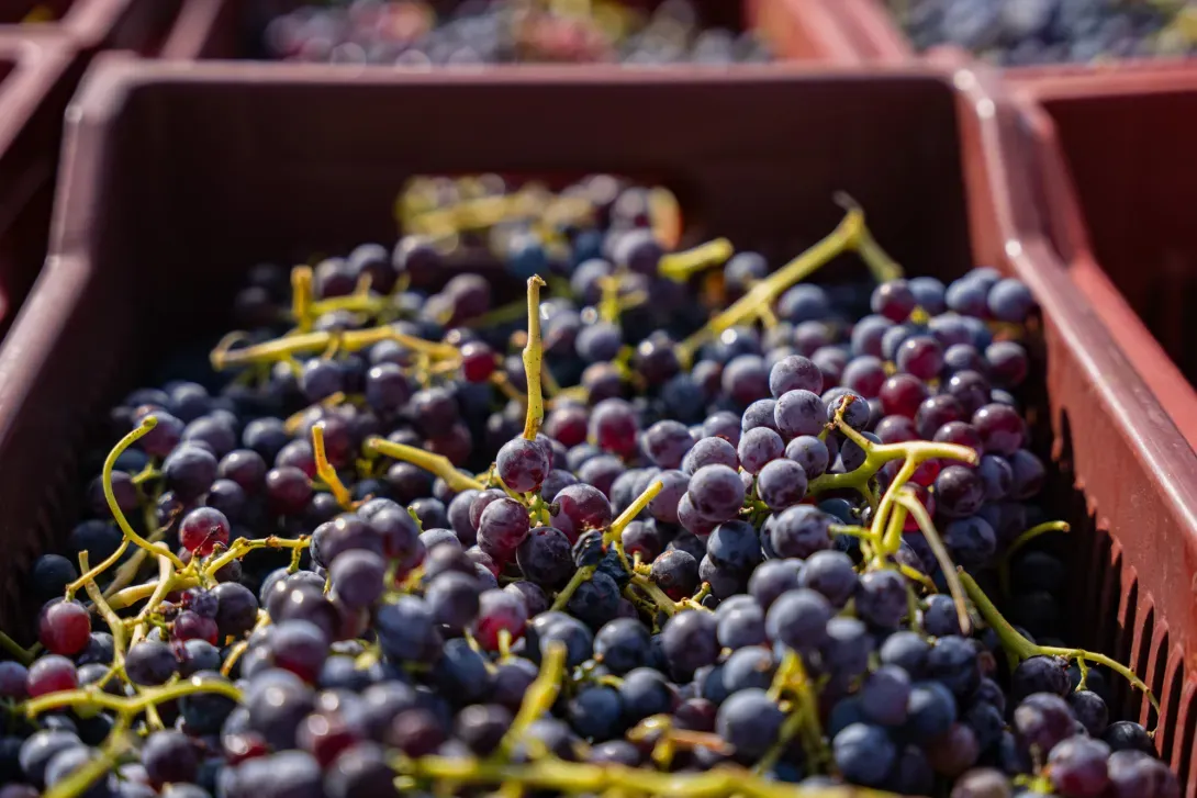 Vendanges
