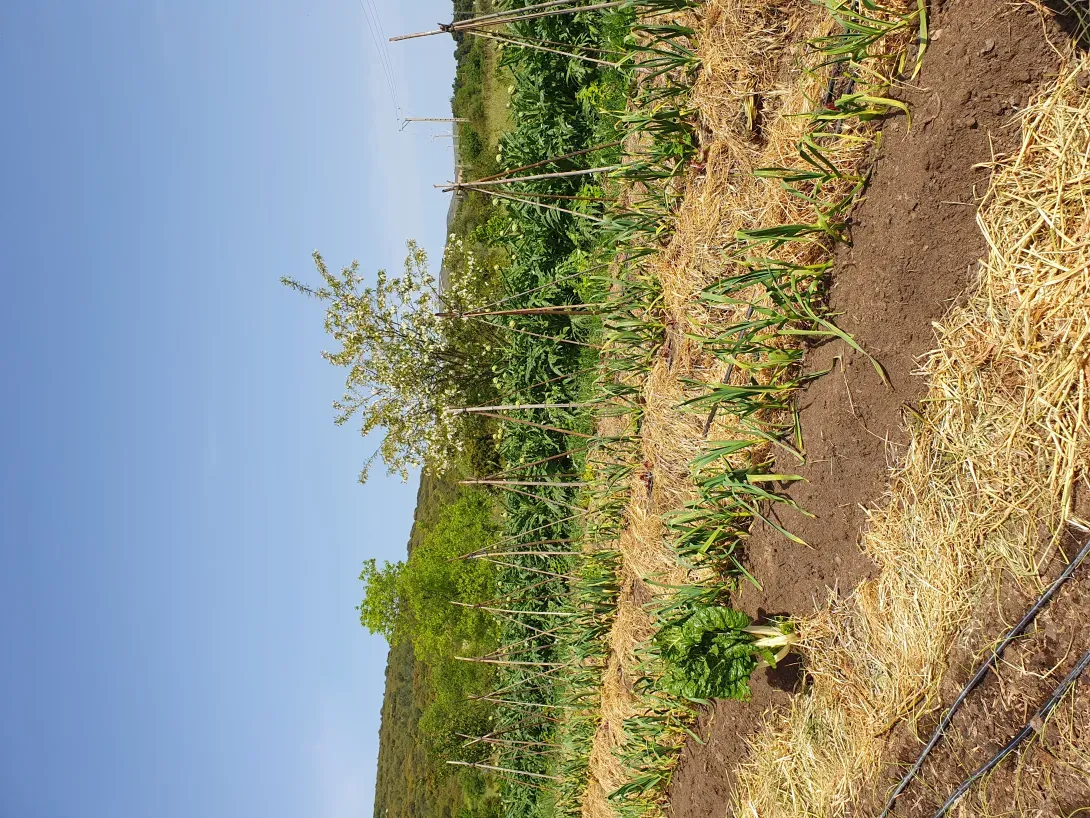 terrain