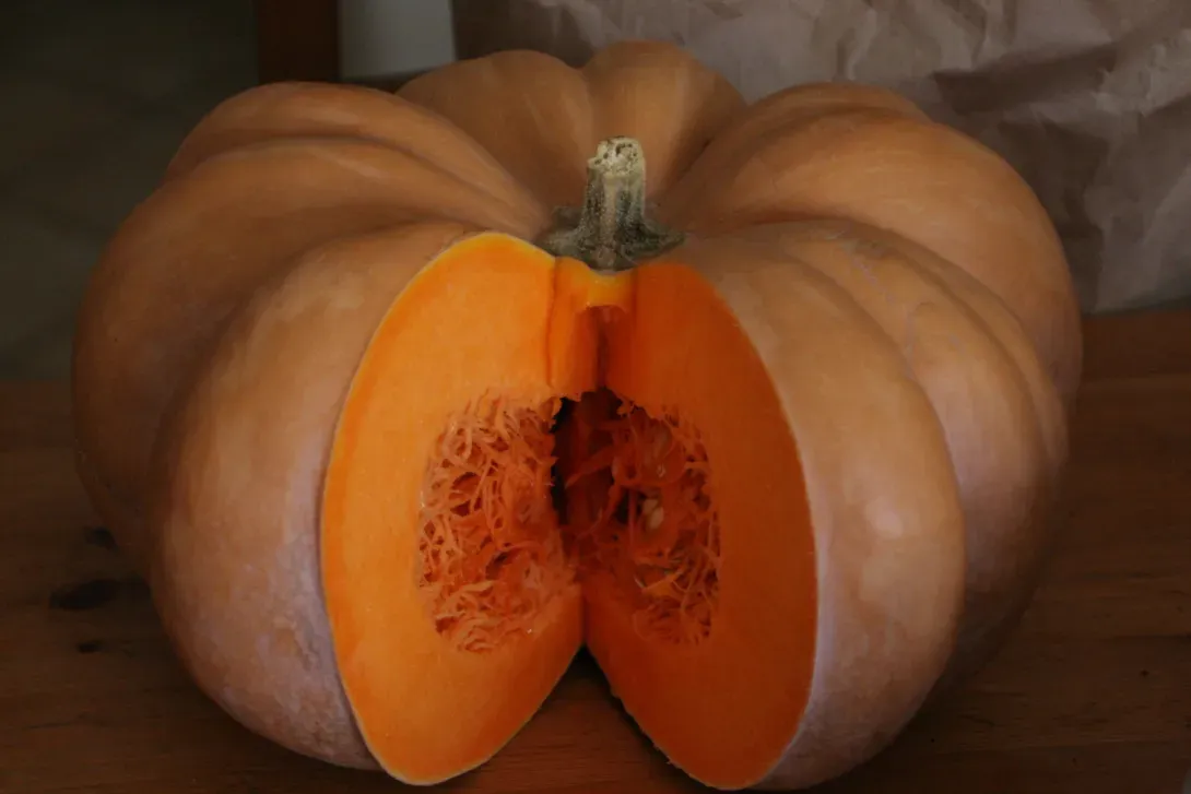 courge