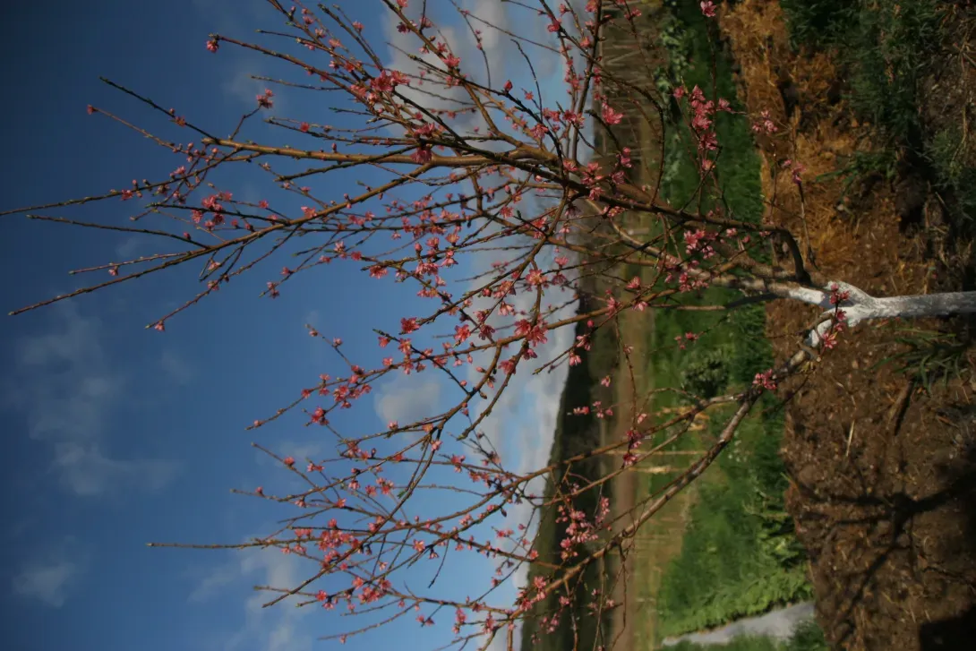 arbre