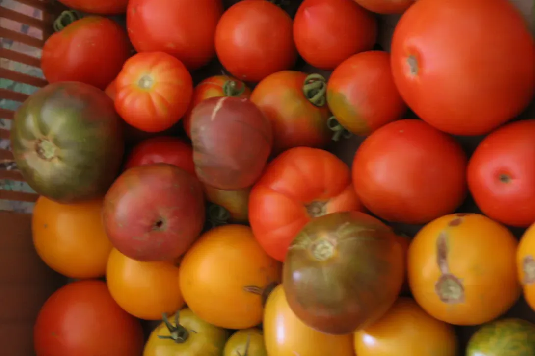 tomates